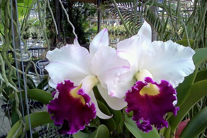 Phuket Orchid Farm Entrance Tickets