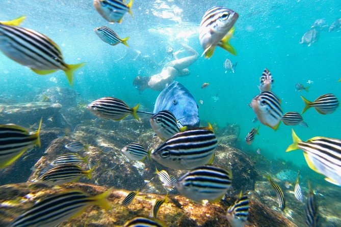 Manly Snorkel Trip and Nature Walk with Local Guide